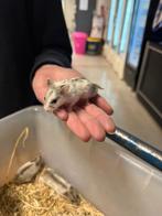 Te koop jonge Chinese dwerghamsters, Hamster, Januari, Meerdere dieren, Tam