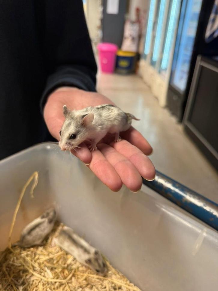 Te koop jonge Chinese dwerghamsters, Dieren en Toebehoren, Knaagdieren, Meerdere dieren, Hamster, Januari, Tam