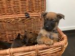 Prachtige sterke pups, Rottweiler-Mechelse x Mechelse herder, Overige rassen, 8 tot 15 weken, Parvo, Meerdere