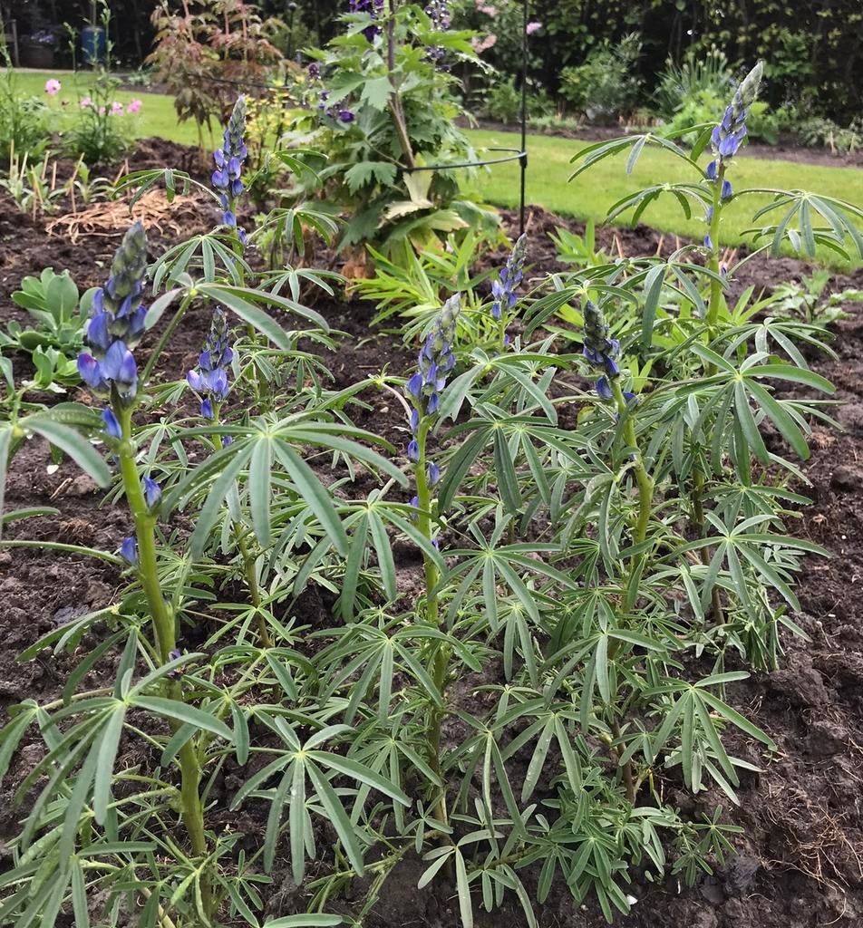 Bloemenzaden Lupine Angustifolius, Ophalen of Verzenden, Zaad