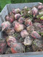 Voederbieten voor paarden schapen geiten konijnen, Dieren en Toebehoren, Ophalen, Vee