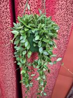 Hoya Pubera p14, Ophalen of Verzenden, Halfschaduw, Minder dan 100 cm