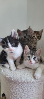Halve maine coon kittens, Dieren en Toebehoren, Katten en Kittens | Raskatten | Korthaar, Meerdere dieren, Gechipt, 0 tot 2 jaar