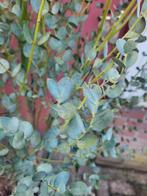 Mooie grote eucalyptus planten, Tuin en Terras, Ophalen of Verzenden, Overige soorten
