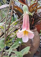 Rehmannia 'Bright Caroline' - Chinees vingerhoedskruid, Overige soorten, Volle zon, Vaste plant, Ophalen of Verzenden