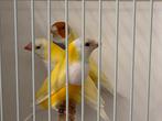 Gouldamadines Geel wb/lila borst man X Groen overg geel pop, Dieren en Toebehoren, Vogels | Overige Vogels, Meerdere dieren, Tropenvogel