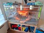 terrarium + hagedis, Ophalen, Gebruikt, Terrarium of Paludarium
