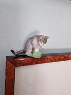 schleich kitten met bolletje wol ouder model, Mannelijk, Parkiet