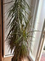 Dracaena Marginata (Drakenplant) ruim 2 meter, Ophalen, 200 cm of meer, Palm, Halfschaduw