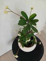 Euphorbia milii - Kroon van Christus, Overige soorten, Volle zon, Vaste plant, Ophalen of Verzenden