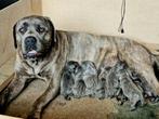 Prachtig nestje Cane Corso pups, Rabiës (hondsdolheid), Overige rassen, 8 tot 15 weken, Meerdere