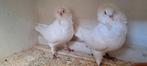 Te koop sierduiven Oudhollands kapucijnen duiven, Dieren en Toebehoren, Vogels | Duiven, Meerdere dieren, Overige soorten