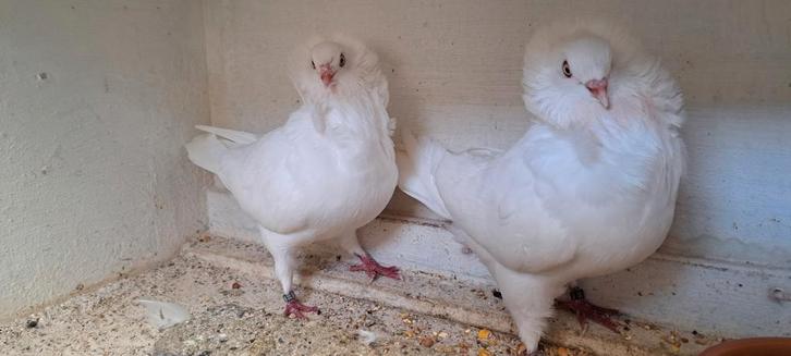 Te koop sierduiven Oudhollands kapucijnen duiven, Dieren en Toebehoren, Vogels | Duiven, Overige soorten, Meerdere dieren