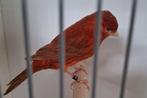 Gezocht BRUIN ROOD INTENSIEF SPLIT SATINET SPLIT IVOOR man, Dieren en Toebehoren, Mannelijk, Kleurkanarie