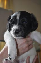 pup friese stabij, Dieren en Toebehoren, CDV (hondenziekte), 8 tot 15 weken, Meerdere, Nederland