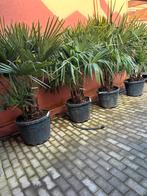 Trachycarpus Fortunei multistam palmboom, Zomer, Volle zon, Ophalen of Verzenden, Palmboom