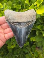 *dark* Megalodon tand 12cm, Ophalen of Verzenden, Fossiel