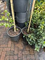 Treur berk  potgekweekt stam 250 dan kruin, Tuin en Terras, Planten | Bomen, Halfschaduw, Overige soorten, Lente, 250 tot 400 cm