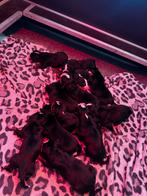 Grote zwitserse sennenhond pups, Overige rassen, 8 tot 15 weken, Meerdere, Meerdere dieren