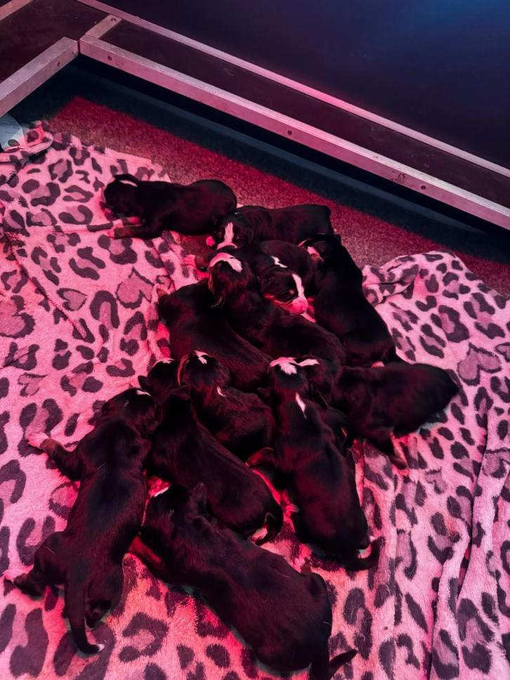 Grote zwitserse sennenhond pups, Dieren en Toebehoren, Honden | Herdershonden en Veedrijvers, Meerdere dieren, Overige rassen