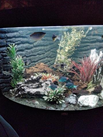 Juwel hoek aqarium 190 liter  beschikbaar voor biedingen