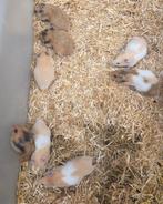 Jonge goudhamsters, Dieren en Toebehoren, Knaagdieren, Oktober, Hamster, Tam