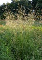 Vaste plant Dechampsia, grassen, Ophalen, Volle zon, Vaste plant, Siergrassen