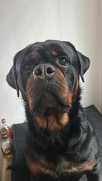 Rottweiler reu van augustus 2021, Particulier, Reu, CDV (hondenziekte), Buitenland