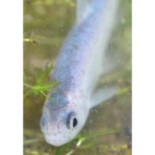 Nieuw binnen!!! blauwe winde 10-12 cm € 3,95 per stuk!!!, Dieren en Toebehoren, Vissen | Vijvervissen, Overige soorten