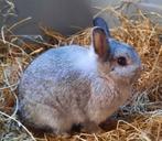 2 Jonge kleurdwerg rammen, Dieren en Toebehoren, Konijnen, Mannelijk, Dwerg, 0 tot 2 jaar
