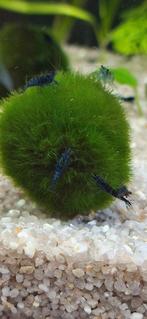 blue dream garnalen neocaridina, Kreeft, Krab of Garnaal, Zoetwatervis, Schoolvis