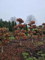 Beukenbonsai tuinbonsai, Tuin en Terras, Planten | Bomen, Ophalen