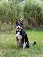 Dekreu Border Collie, Dieren en Toebehoren, Rabiës (hondsdolheid), Reu, Eén hond, 3 tot 5 jaar
