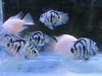 Polar Parrot Cichlids - Platinum/White and Blue, Dieren en Toebehoren, Vis