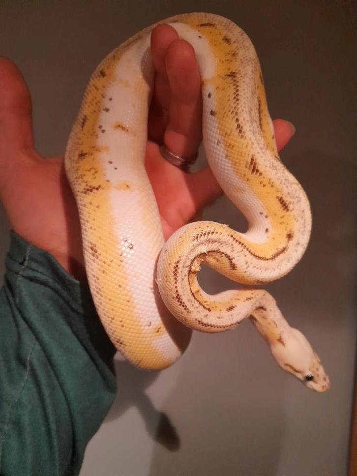 0.1 pastel OD spinnerblast