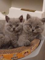 Brits korthaar kittens beschikbaar, Meerdere dieren, Ontwormd, 0 tot 2 jaar