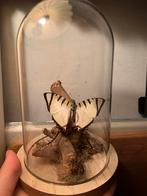 Opgezette vlinder in stolp, Verzamelen, Dierenverzamelingen, Ophalen of Verzenden, Nieuw, Insect, Opgezet dier