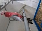 Rose kaketoe, Dieren en Toebehoren, Vogels | Parkieten en Papegaaien, Mannelijk, Papegaai, Geringd