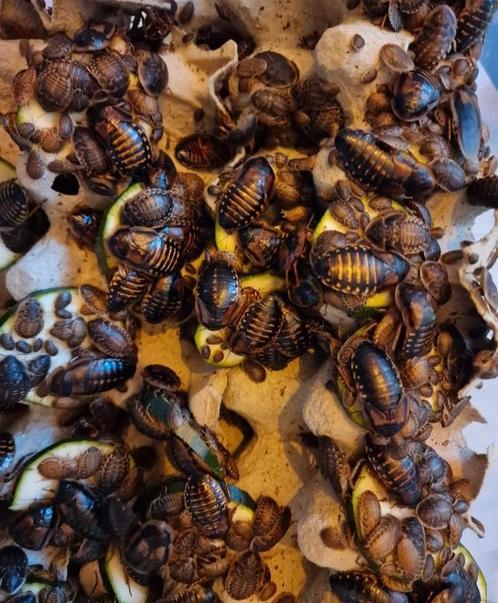 Dubia voedseldieren, Dieren en Toebehoren, Insecten en Spinnen, Overige soorten