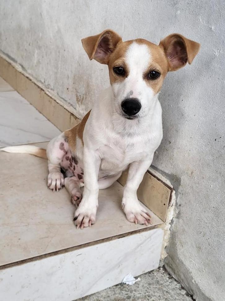 Jack wil graag naar zijn eigen mand, Dieren en Toebehoren, Honden | Niet-rashonden, Klein, Reu, Handelaar, Eén hond, Buitenland