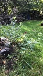 Bijvoet planten Artemisia, Ophalen of Verzenden, Overige soorten, Volle zon