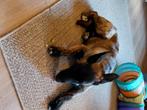 Hollandse duitse reu 5 maand, Dieren en Toebehoren, 15 weken tot 1 jaar, Reu, CDV (hondenziekte), Eén hond
