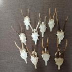 Gewei schedel hoorn, Ophalen of Verzenden, Hert, Schedel