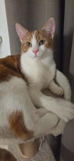 Kat, Dieren en Toebehoren, Katten en Kittens | Raskatten | Korthaar