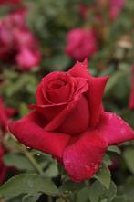 KLIMROOS Rosa Climbing Crimson Glory Theehybride geurend +++, Volle zon, Vaste plant, Ophalen of Verzenden, Klimplanten