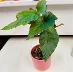 Begonia Maculata Wightii Stek, Ophalen, Overige soorten, Halfschaduw, In pot