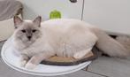 Ragdoll katertjes met stamboom, Dieren en Toebehoren, Katten en Kittens | Dekkaters, 0 tot 2 jaar