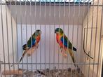 Koppel turquoisineparkieten., Dieren en Toebehoren, Vogels | Parkieten en Papegaaien, Meerdere dieren, Parkiet, Geringd