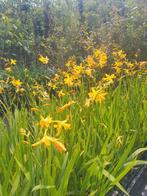 Crocosmia 'George Davidson' - Montbretia Aanbieding, Overige soorten, Volle zon, Vaste plant, Ophalen of Verzenden