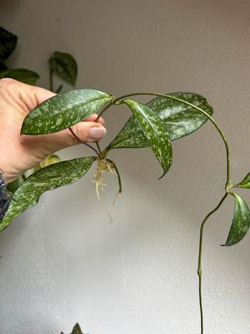 Hoya crassipetiolata splash, grote gewortelde stek beschikbaar voor biedingen